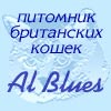 British Shorthair cats Al BLUES, the cattery